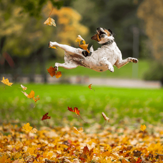 chien automne